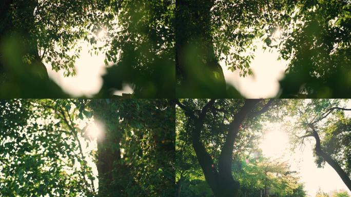 唯美阳光透过树叶空镜