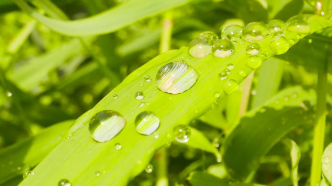 春雨后小草