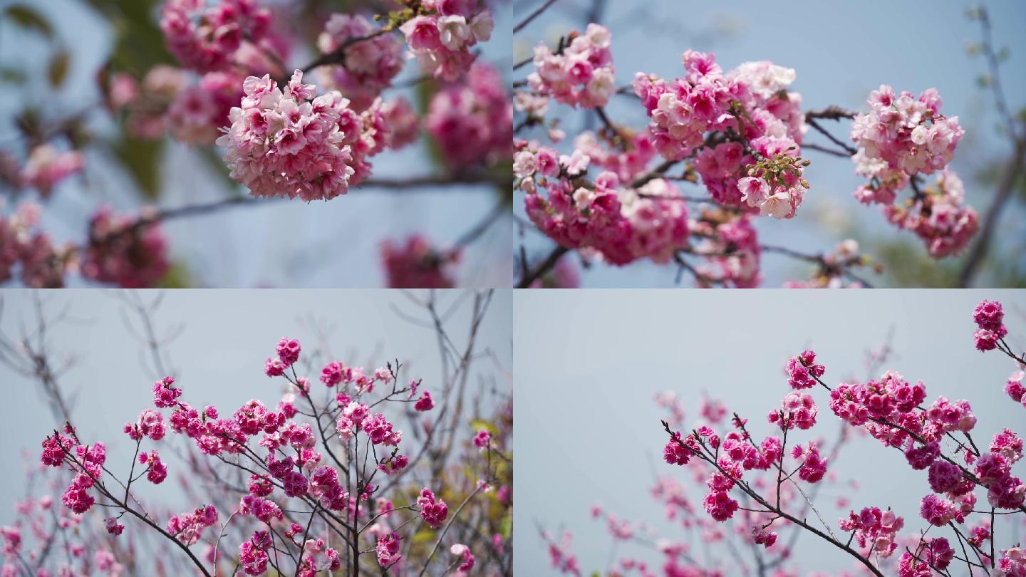 樱花，大理樱花