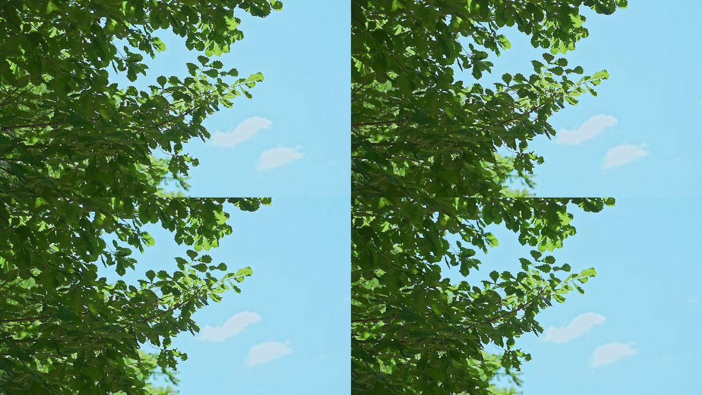 蓝色天空下的绿色树叶唯美大光圈画面