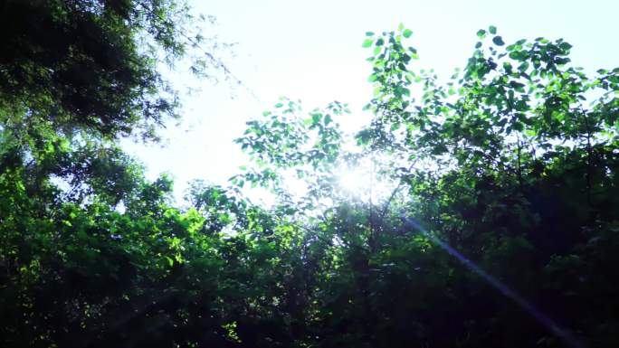 4k阳光透过树叶 唯美 毕业季