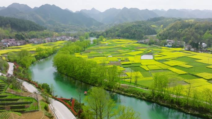 4K航拍汉中勉县龙湾油菜花海