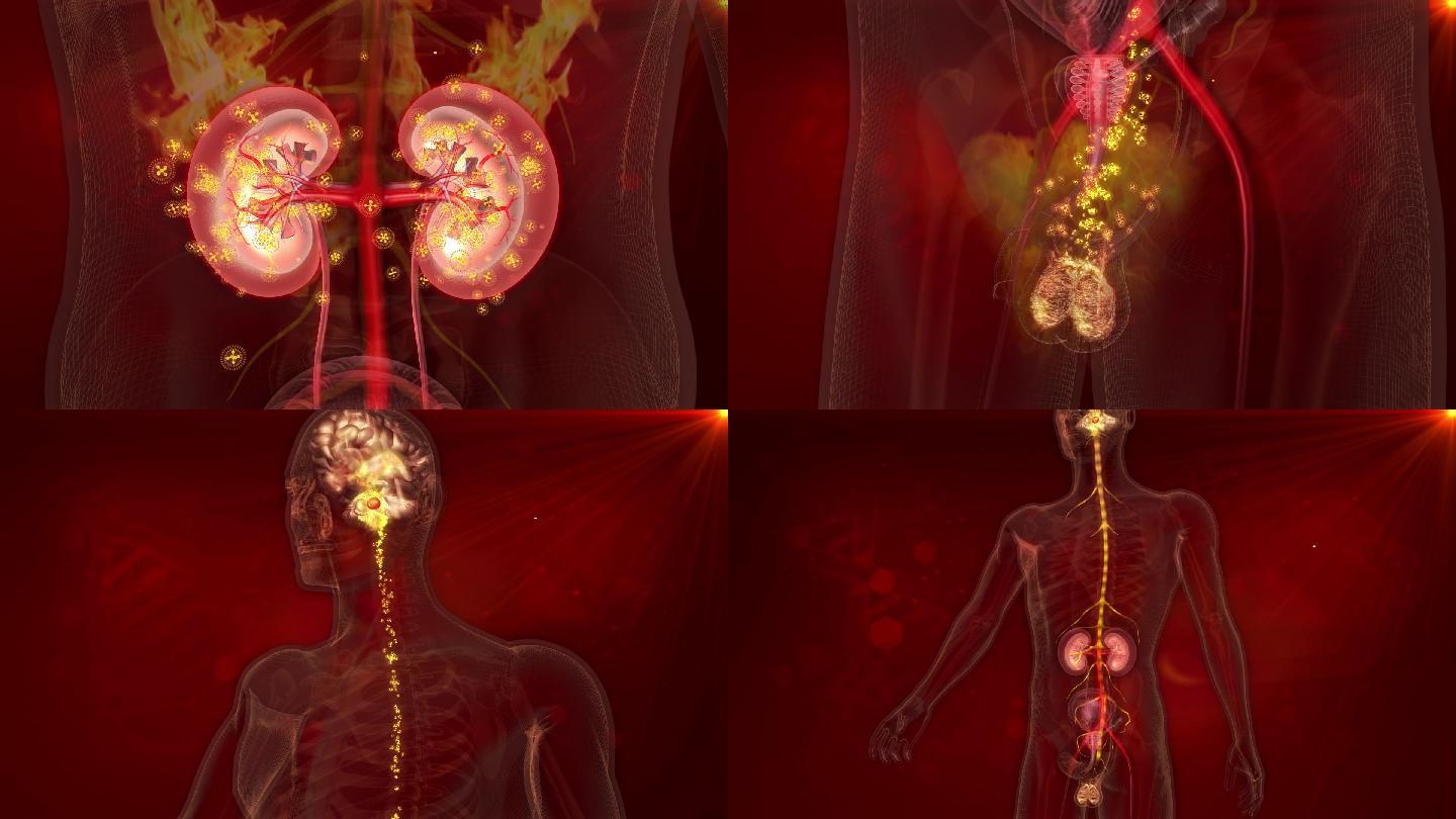 男人的四大性腺肾前列腺睾丸脑垂体密切关联