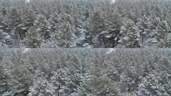 东北 冬天 大雪 纷飞 松树林 原始森林