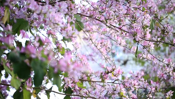 花高清特写实拍