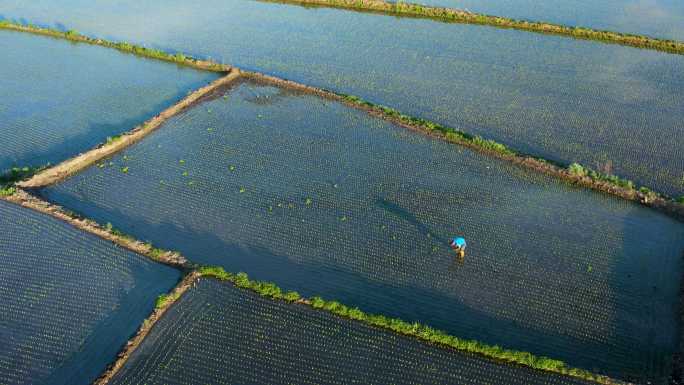 兴安盟水稻种植 4k航拍视频18