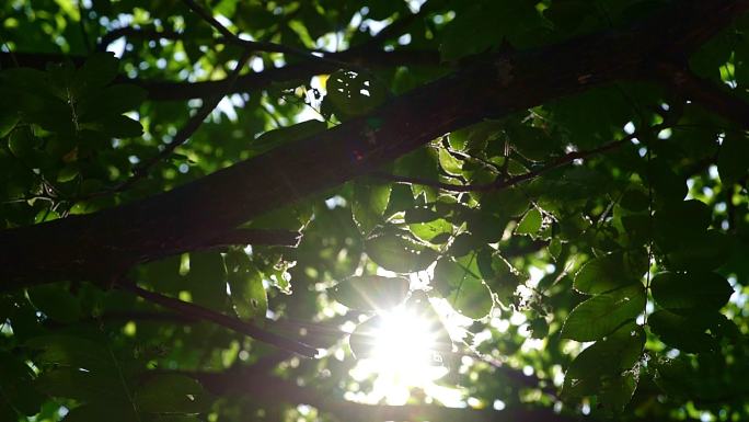 唯美森林中阳光下的树叶影子与阳光空镜