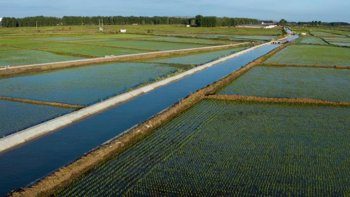 兴安盟水稻种植 4k航拍视频