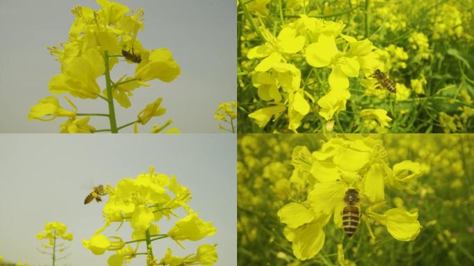 4K油菜花田蜜蜂飞舞微距特写蜜蜂采花粉