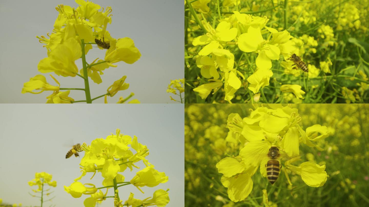 4K油菜花田蜜蜂飞舞微距特写蜜蜂采花粉