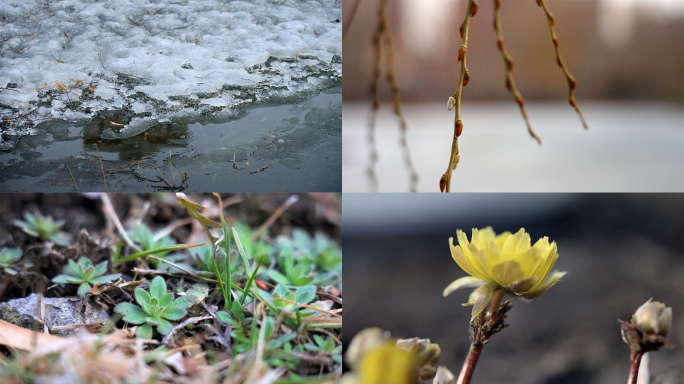 春天冰雪融化花开