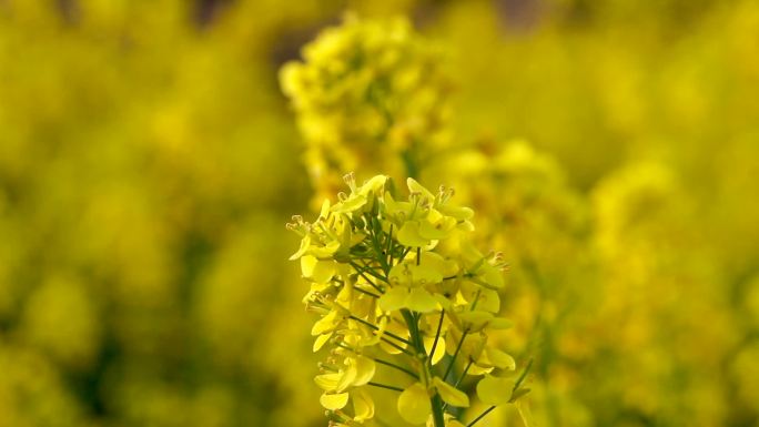 油菜花盛开 蜜蜂蝴蝶飞舞采蜜