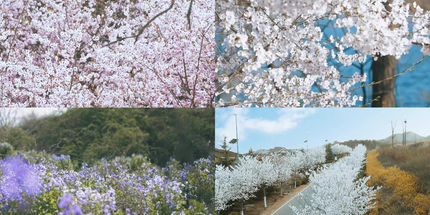 春天桃花梨花小镇自然春游夏天踏春