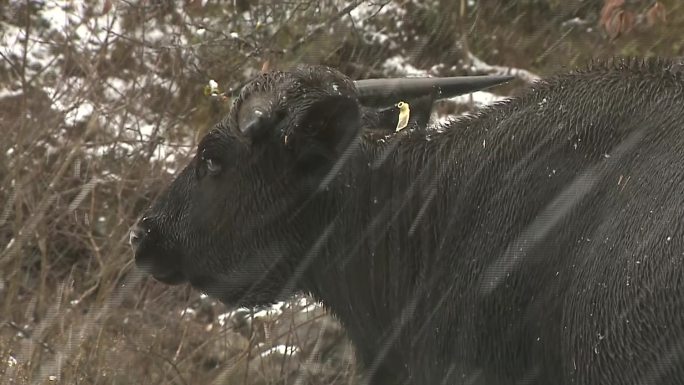 雪中的独龙牛