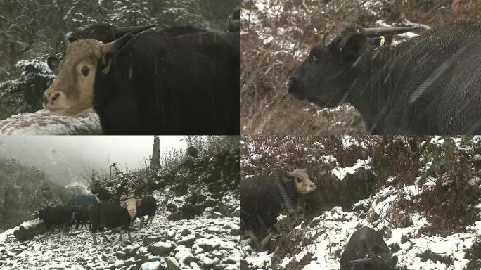 雪中的独龙牛