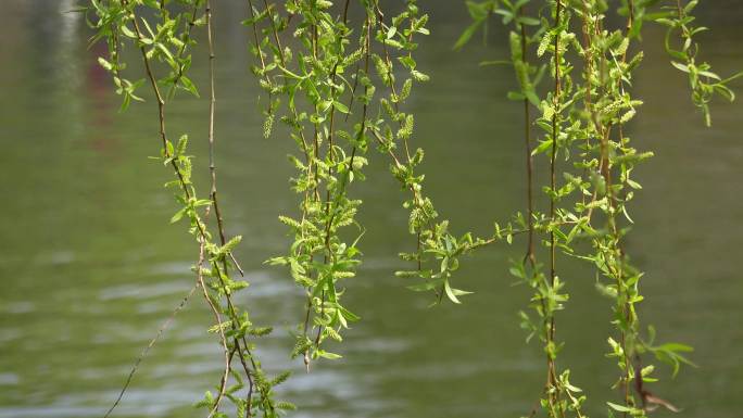 春季风光河边的柳枝