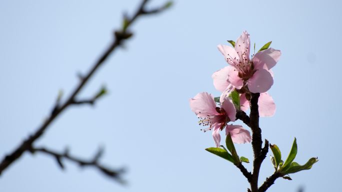 桃花枝头