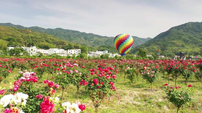 月季 花海 风车 热气球 航拍