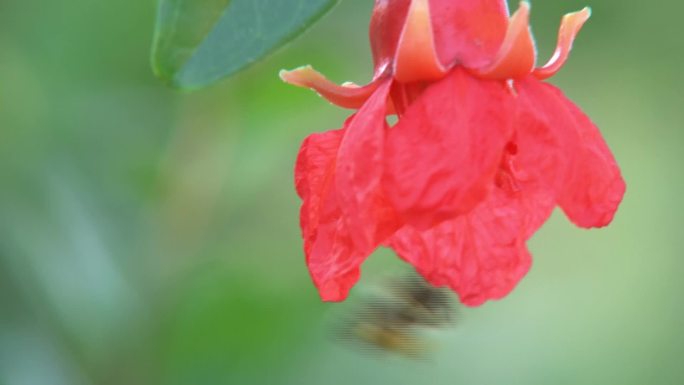 石榴 石榴花