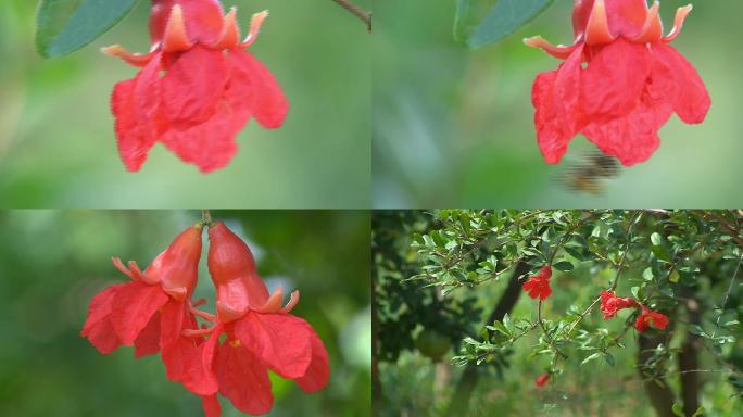 石榴 石榴花