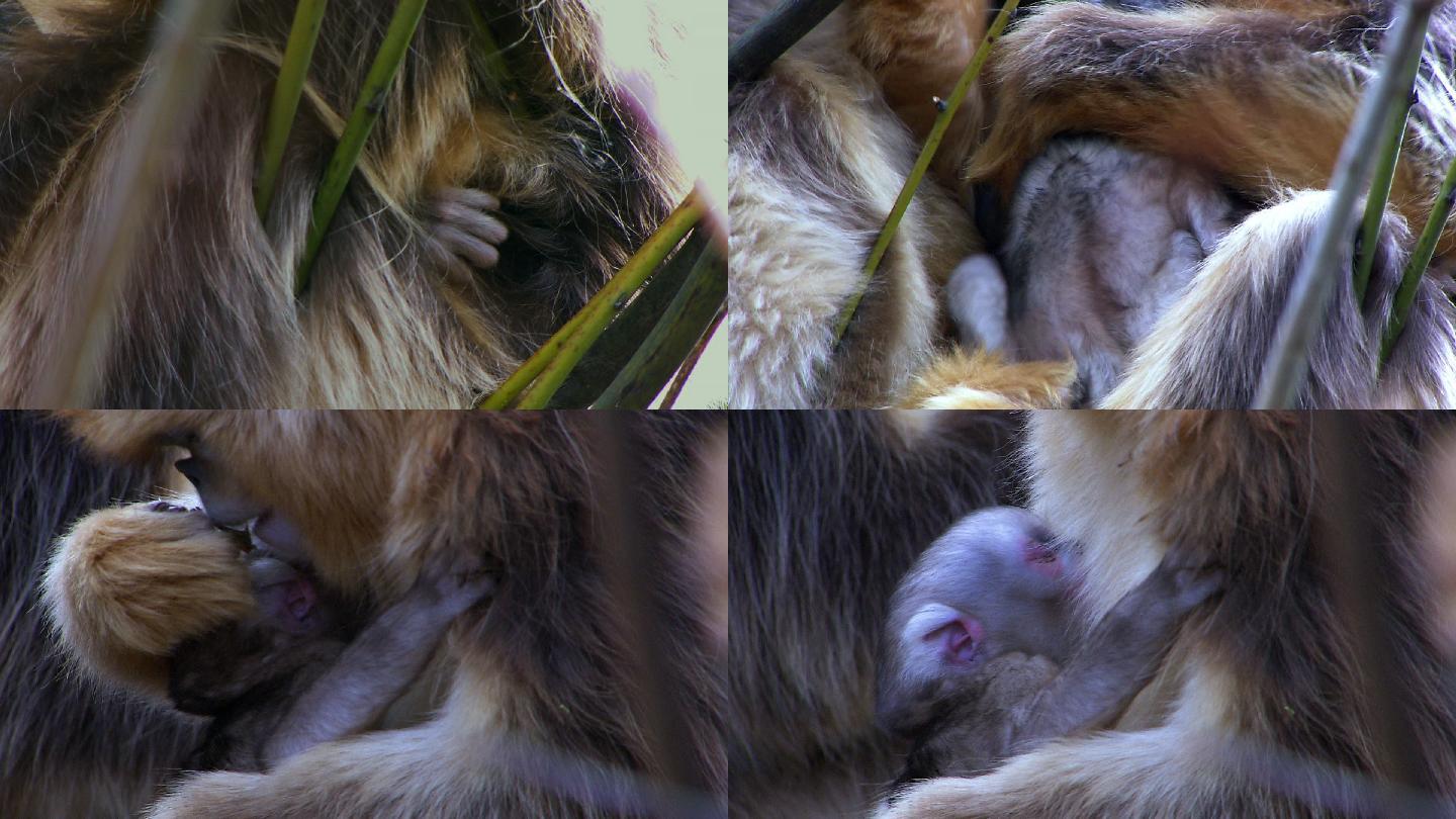 新出生的金丝猴幼崽1