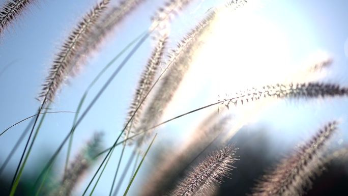 阳光下的狗尾巴草阳光明媚环境优美自然美景