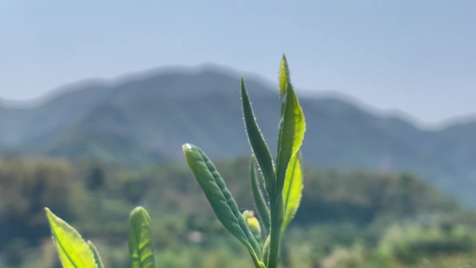 江南浙江诸暨春天茶叶嫩芽特写