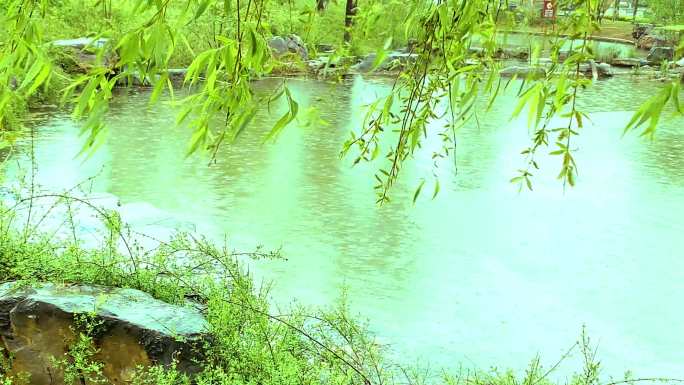 唯美实拍春雨润物花草水滴美景