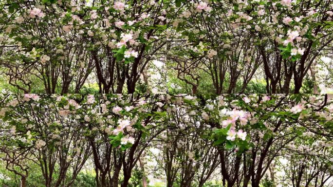 风吹海棠 四月海棠 花瓣纷飞