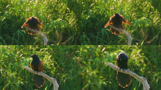 褐翅鸦鹃：很红的别名红毛鸡，也叫黄蜂落谷