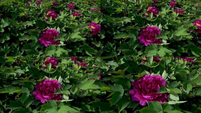 牡丹园游客花朵C_70