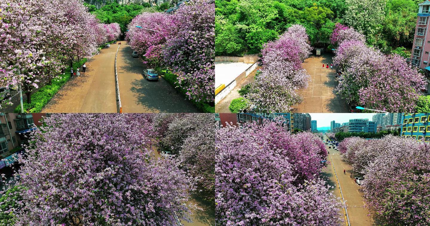 广西柳州紫荆花航一路风光最新