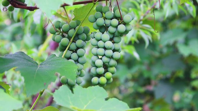 农业水晶葡萄种植高清实拍素材