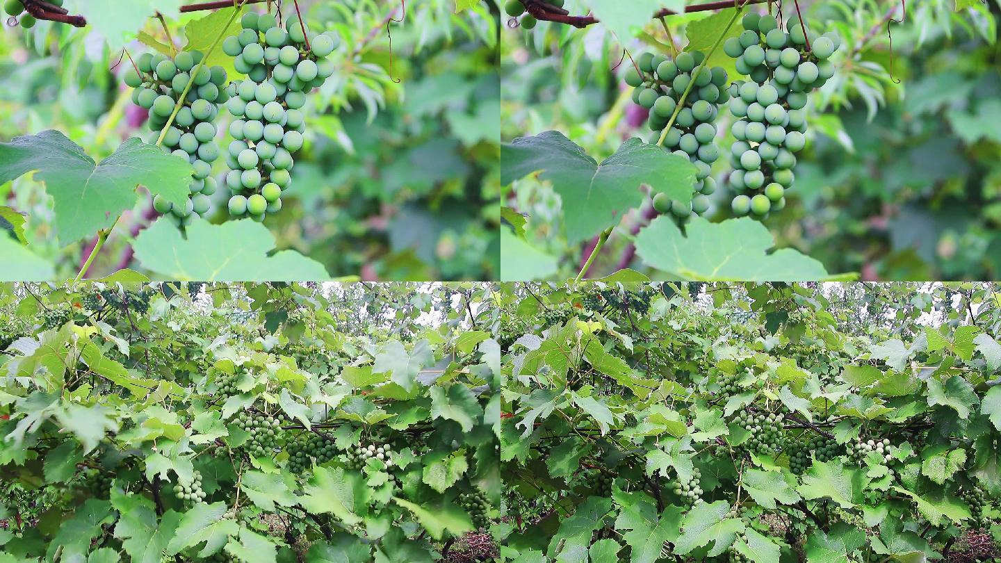 农业水晶葡萄种植高清实拍素材