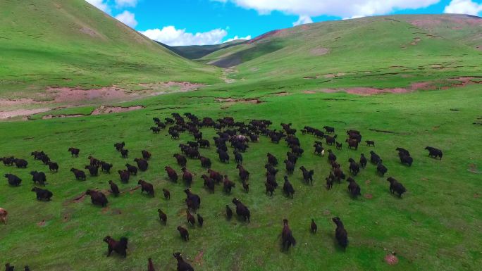 草原牦牛群航拍