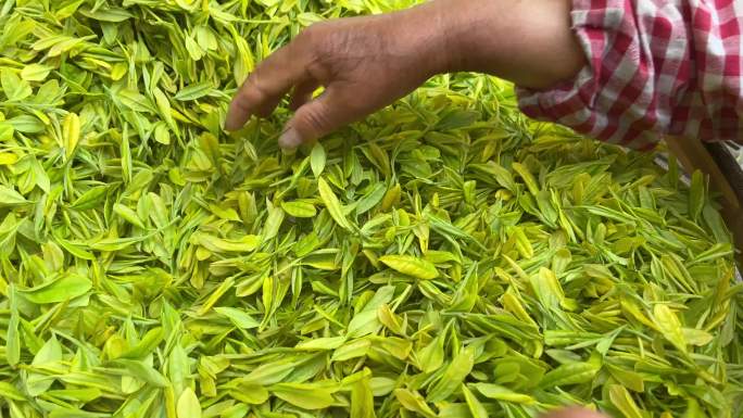 江南春天采茶人茶农老人老太太皱纹双手特写