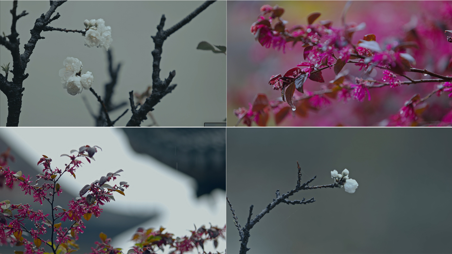 【4k】春天 春雨植物 雨纷纷