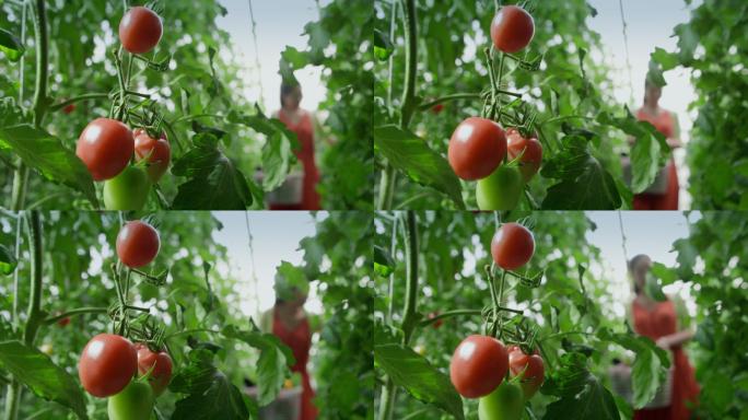 游客在蔬菜大棚采摘西红柿
