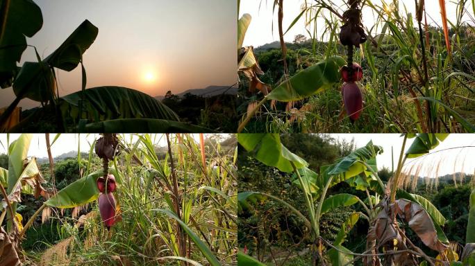 野芭蕉树山坡落日红霞夕阳照芭蕉树夕阳西下