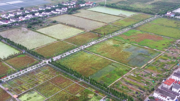 荷花培育基地