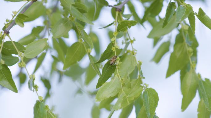 实拍升格 蜜蜂飞舞 养蜂人 蜂箱