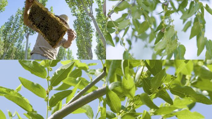 实拍升格 蜜蜂飞舞 养蜂人 蜂箱