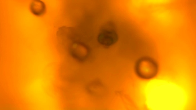 橙色背景动态微观世界细胞分子动画液体气泡