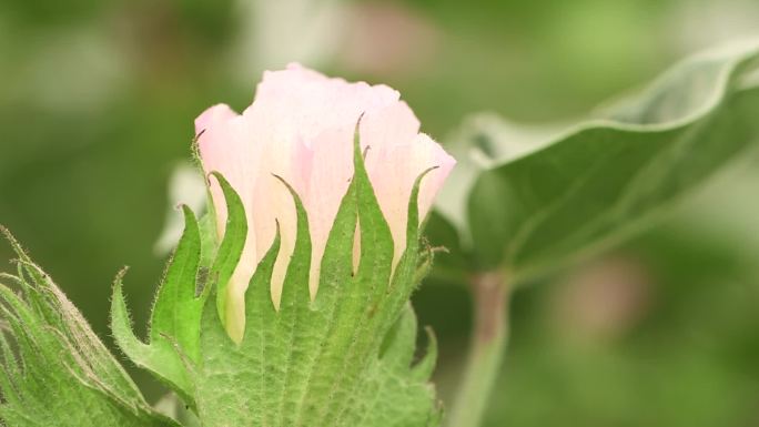 棉花花朵花苞花蕾