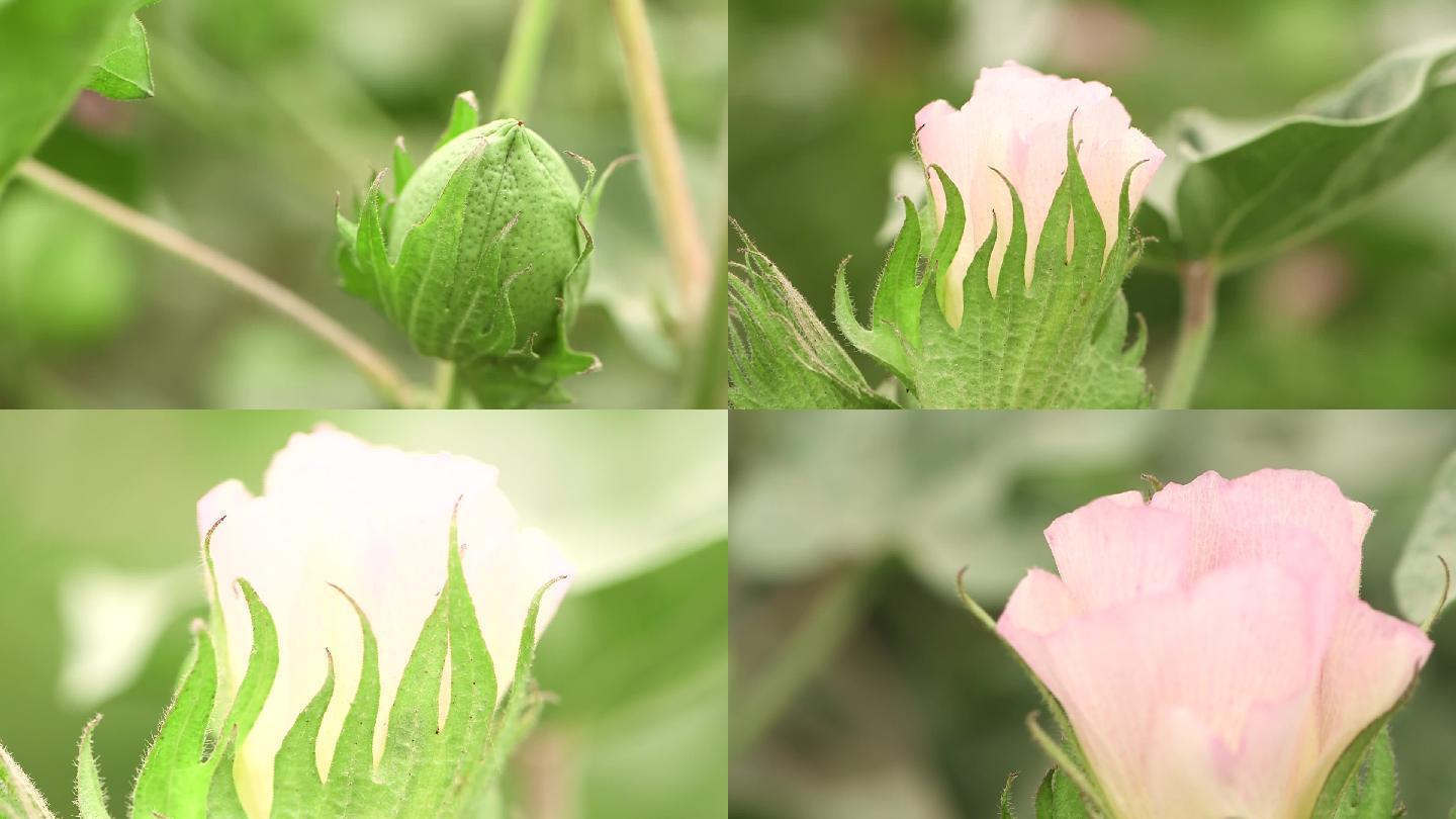 棉花花朵花苞花蕾