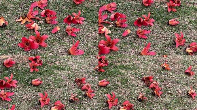 落在草地上的红木棉花
