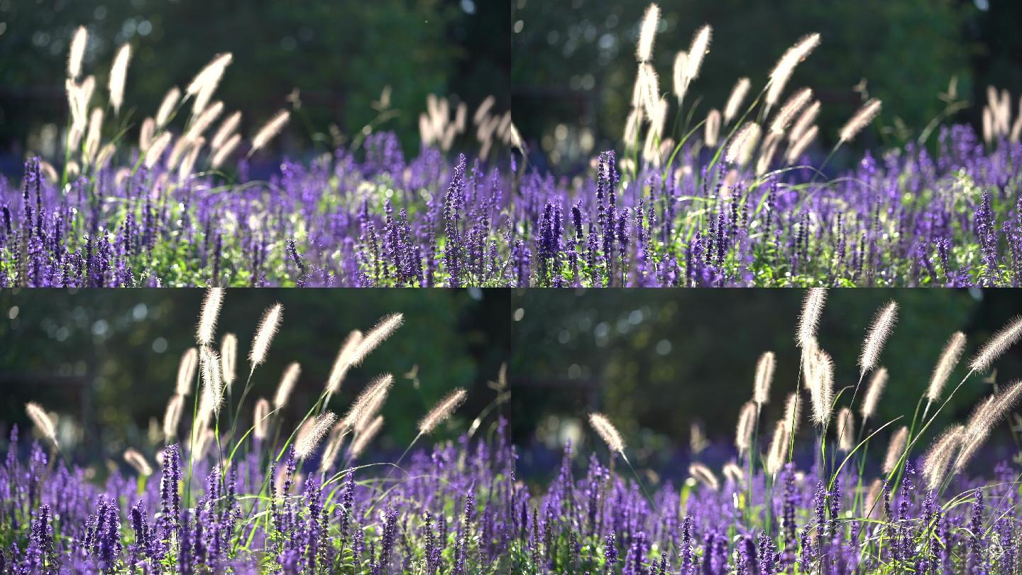 阳光下的花丛户外野外紫色花丛薰衣草