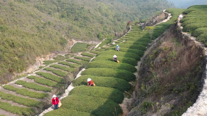 4K原素材-航拍茶园梯田茶叶采摘