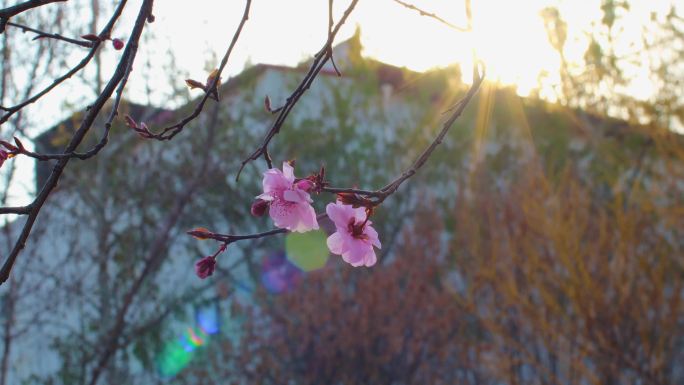春天桃花黄昏树枝自然风景实拍4K