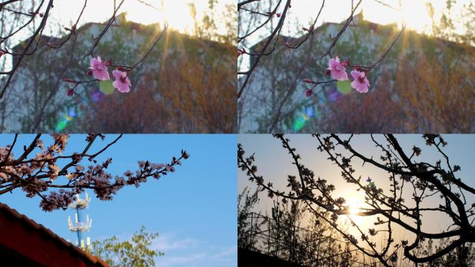 春天桃花黄昏树枝自然风景实拍4K